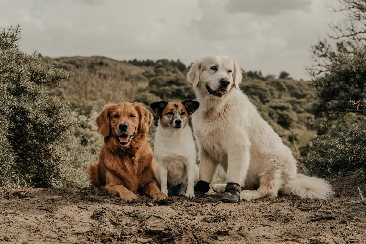 Drei Hunde auf D&uuml;ne